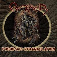 Cote D'Aver - Proboscis Strangulation